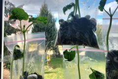 339811585_901298601136371_108410988371109694_n